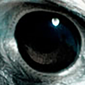eagleye - ArieBananas Art and AI stories