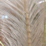 feather-shining