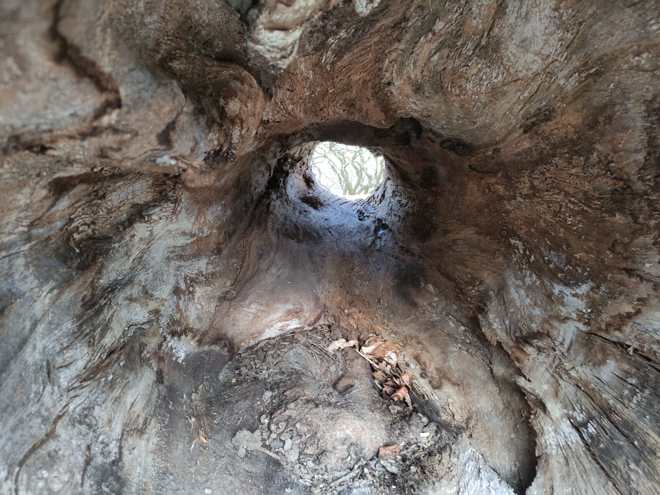 hole-in-a-old-tree